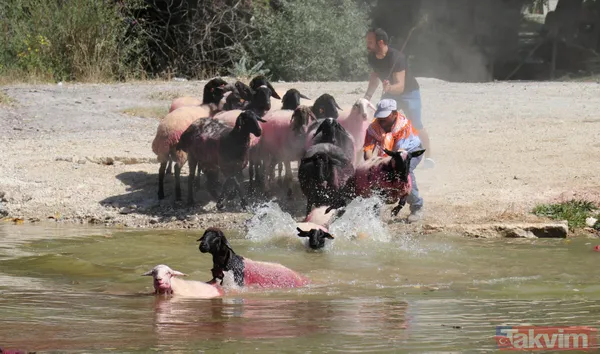 Denizli'de 8 asırlık gelenek! Koyunları Menderes Nehri'nden geçirdiler - 5
