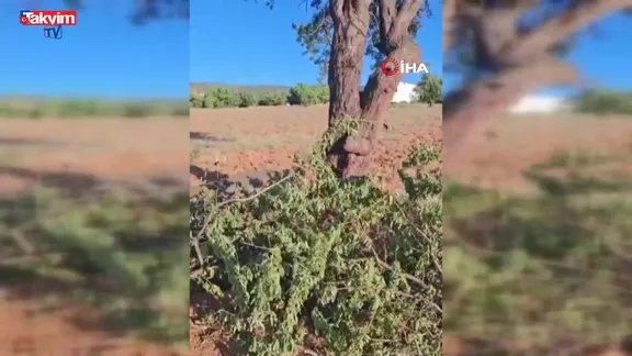 Elazığ’da şiddetli fırtına ağacı ikiye böldü