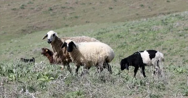 Bakan Pakdemirli duyurdu: Türkiye Avrupa’da ilk sırada! Koyun ve keçi yetiştiricilerine hangi destekler veriliyor?