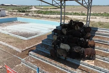 14 can kaybına rağmen... CHP’li Adana Büyükşehir Belediyesi’nin atıl durumda bıraktığı havuza vatandaşlardan tepki