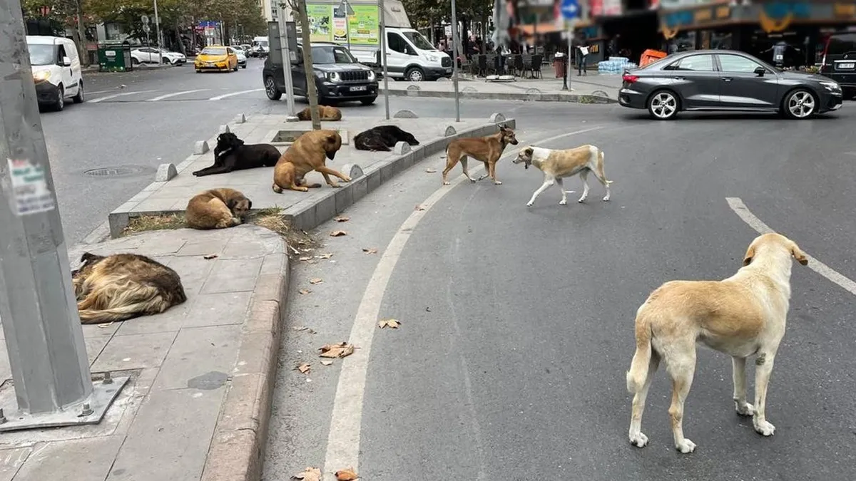 1783264964237.jpeg İstanbul'da yüzde 65'i tamam! Başıboş köpek sorunu tarih olacak-4