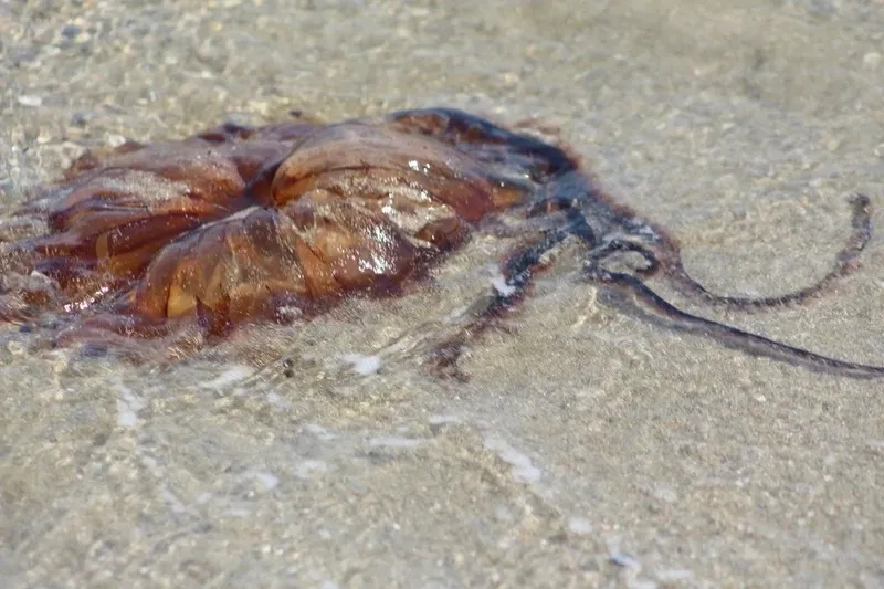 marmara-denizine-girenler-dikkat-gorulmeye-baslandi-uzmanlar-alarm-veriyor-1720019365244.jpeg ALARM VERİLDİ: Görülmeye başlandı! Marmara denizine girenler dikkat!-3