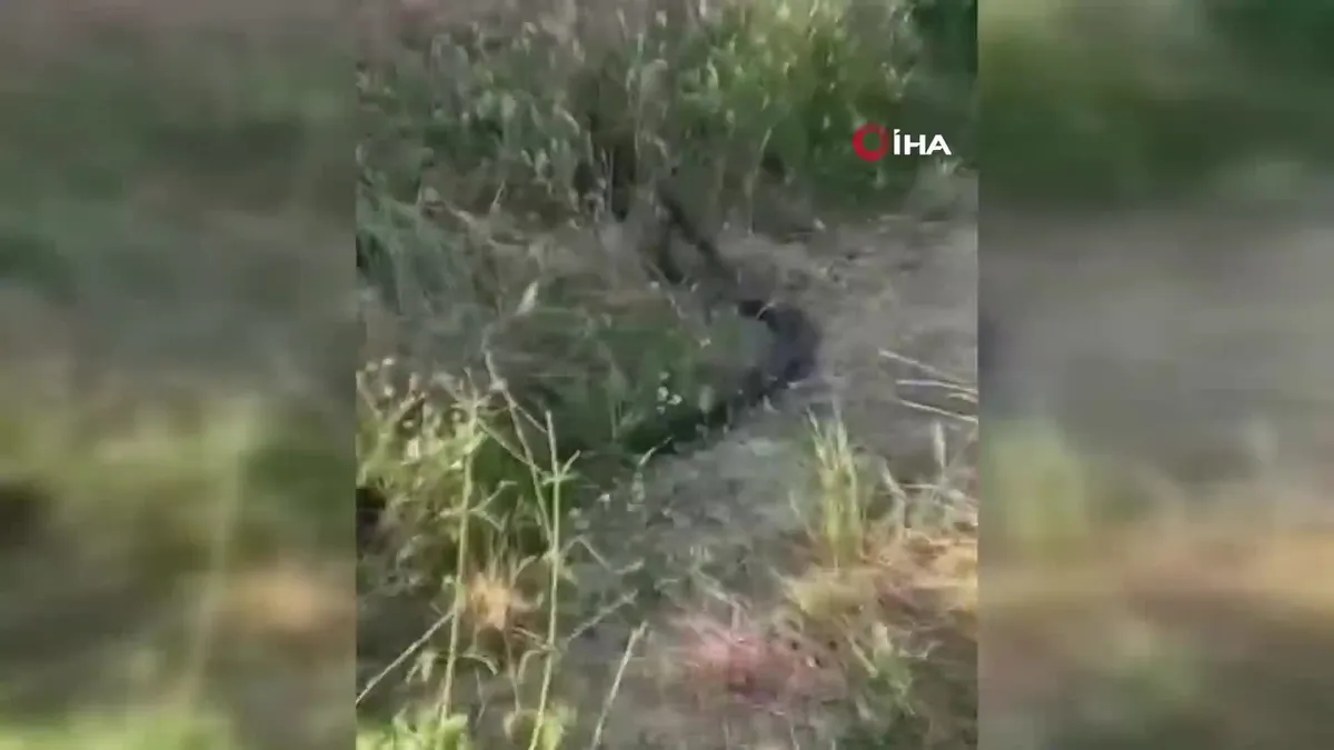 Yılanların dansı kamerada