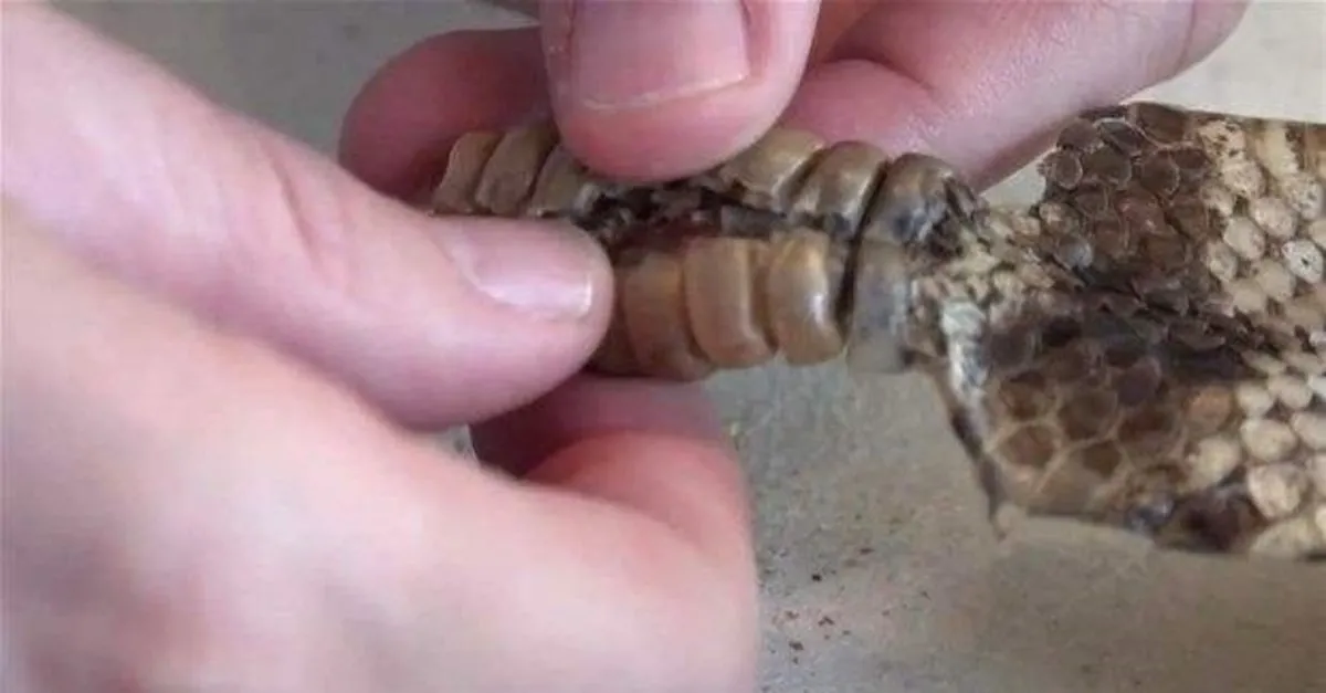 cingirakli yilanin kuyrugundan cikanlar