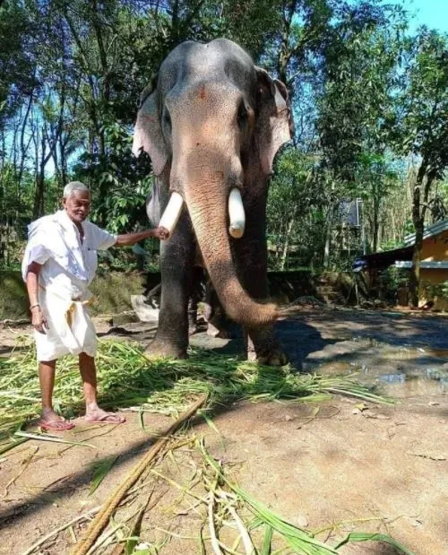 hindistanda-bir-fil-olen-bakicisini-son-kez-gormek-icin-kilometrelerce-yol-yurudu-1623260467773.jpg