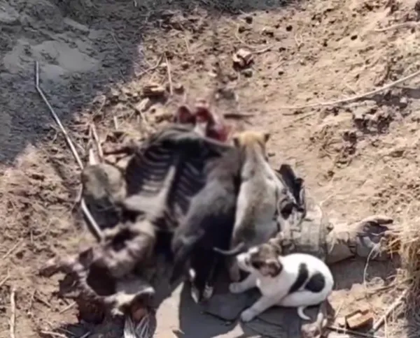 rus-askerler-kopeklere-yem-oluyor-savasta-korkunc-goruntuler-1648467001771.jpg