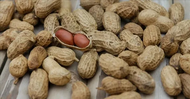 Fıstık gibi sağlık! ABD'li uzmanlar yer fıstığının sayısız şifasını açıkladı