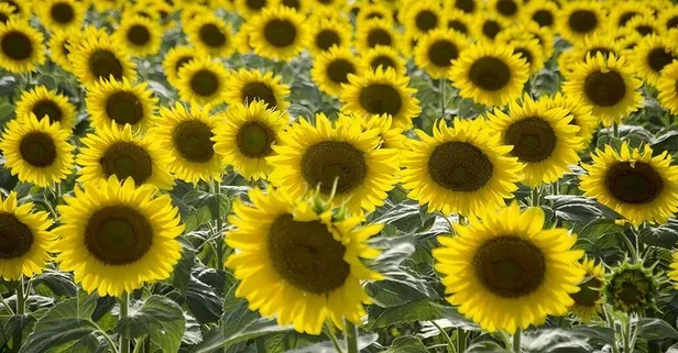 Ayçiçeğinin tonuna 3.536 tl