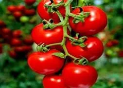 Domatesin kilosu 1 liraya düştü