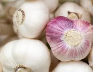 Taşköprü sarımsağı reçel oldu