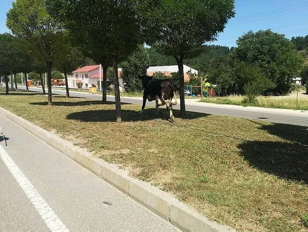 bilecikte-kacan-kurbanlik-kovalamaca-sonrasi-yakalandi-1626558475747.jpeg Bilecik'te kaçan kurbanlık kovalamaca sonrası yakalandı-1