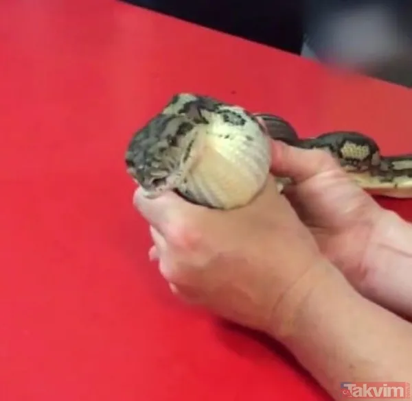 Midesine güvenenler baksın! Kulak ağrısıyla hastaneye giden adamın kulağından çıkanlar dünyayı şoke etti - 34