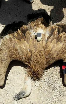 Suriye sınırında casus kuş