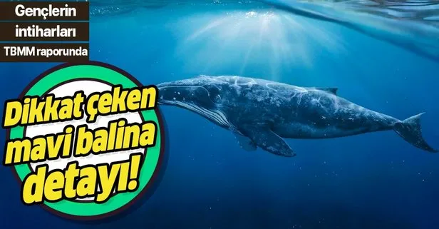 TBMM’den çarpıcı rapor! 150 gencin intiharında ’mavi balina’ şüphesi! Mavi balina nedir?