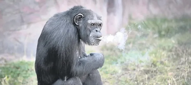 Efkarlı şempanze!