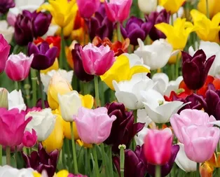 Rüyada lale görmek ne anlama gelir?