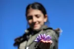 1 KİLOSU 16 GRAM ALTINLA EŞ DEĞER! O ilimizde hasadı başladı! Her sabah...