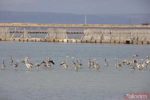 Minik allı turnalar (flamingolar) uçmayı İzmir Kuş Cenneti'ndeki doğal kreşte öğreniyorlar - 29