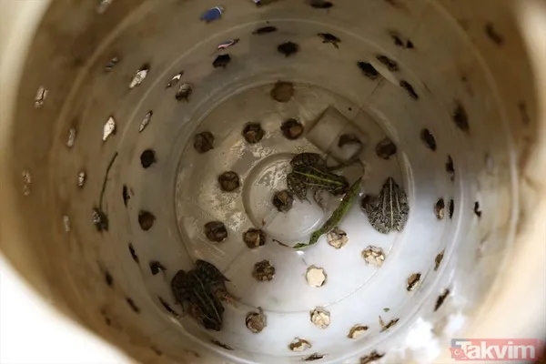 Günlük 900 lira kazanıyorlar! Türkiye'nin birçok ilinden toplanan kurbağalar Avrupa'ya ihraç ediliyor - 16