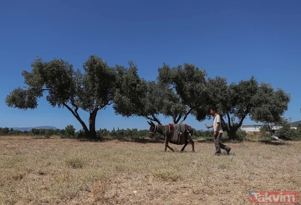 Günün en ilginç haberi: Japon turist Merzifon'dan aldığı eşekle Türkiye'yi gezdi - 16