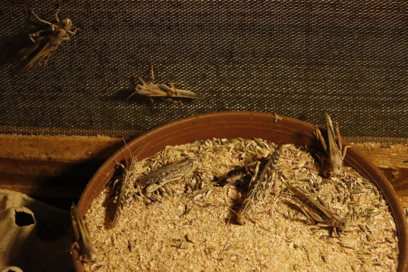 Antalya'da çekirgenin kavurmasını yapıp ailesine yediriyor! - 6