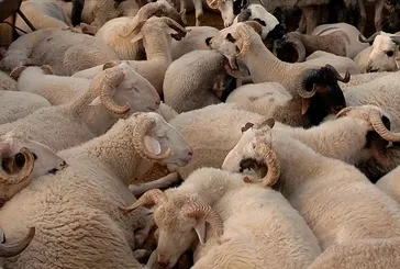 Küçükbaş ve büyükbaş canlı kilo fiyatları Mayıs 2025 | İl il kurbanlık fiyatları: Koç, koyun, dana ve keçi...