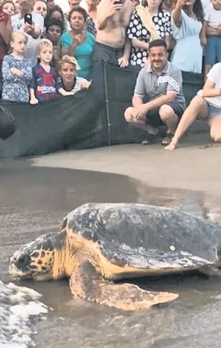 Caretta caretta 'Tuba' 8 milyona yakın izlendi