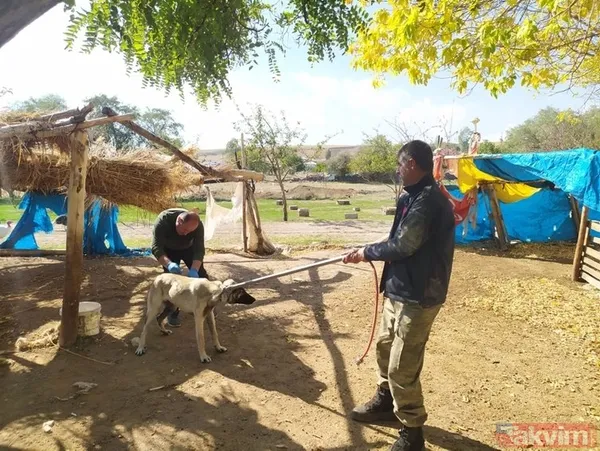 SON DAKİKA: Türkiye Bitlis Adilcevaz'da köpek tarafından ısırılan ve kuduz tespit edilen 10 yaşındaki Mustafa Erçetin'e üzülüyor! İşte son durumu - 3