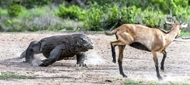 Vahşi doğada nadir anlar görüntülendi!