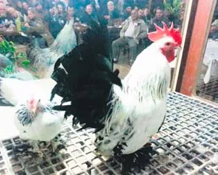 Hırsıza horozlandı