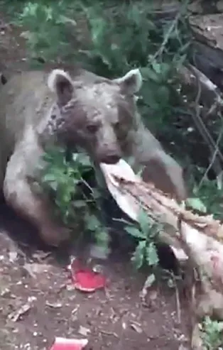 Köye inen bozayı, koyun postunu götürdü