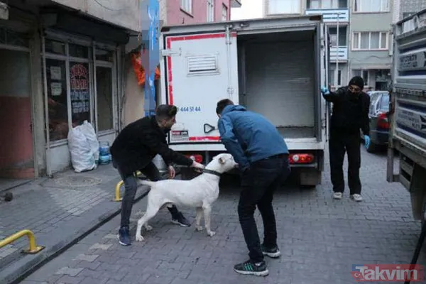 Malatya'da 'pitbull'lu dehşet! Kavga ettiği kişilerin üzerine köpeği saldı: 3 yaralı - 1