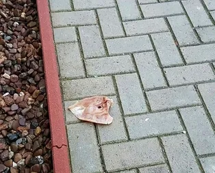 Almanya’da camiye çirkin saldırı