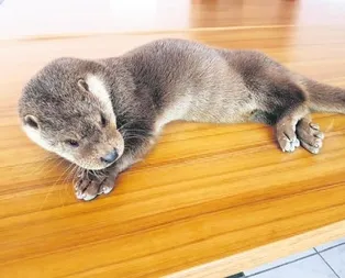 Nadide samur Tunceli’de