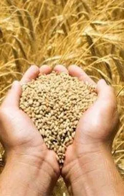 Karaborsa bitecek gıda ucuzlayacak