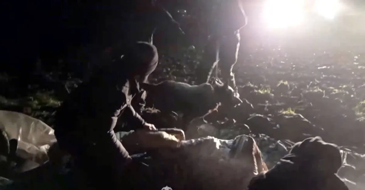Belarus-Litvanya sınırında insanlık dışı görüntü! Göçmenlere köpekle müdahale ettiler