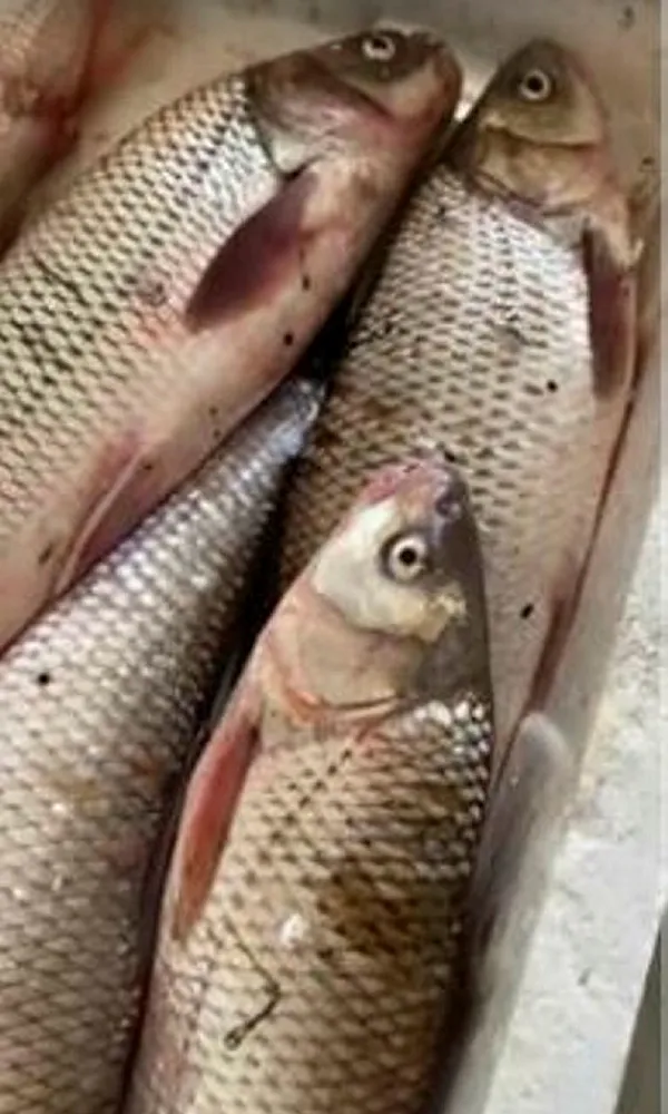 istanbulda-kacak-olarak-avlanan-400-kilogram-akbaliga-el-konuldu-1644992655800.jpg İstanbul'da kaçak olarak avlanan 400 kilogram Akbalığa el konuldu-4