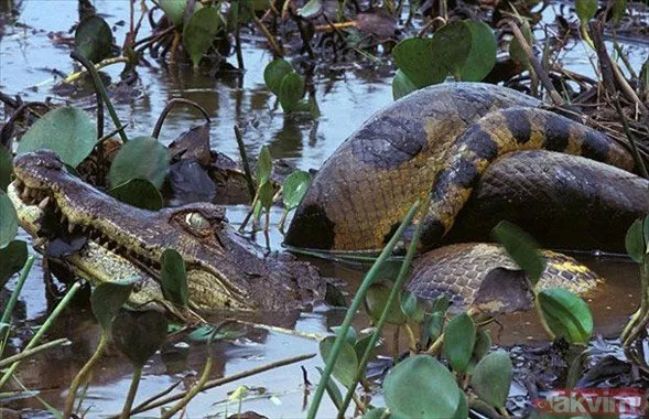 Aslan ve kaplanın (kavgası) karşılaşması hayrete düşürdü! - 33