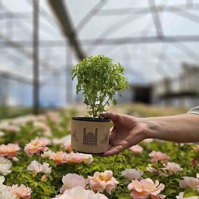 Ağrıya karşı fesleğen