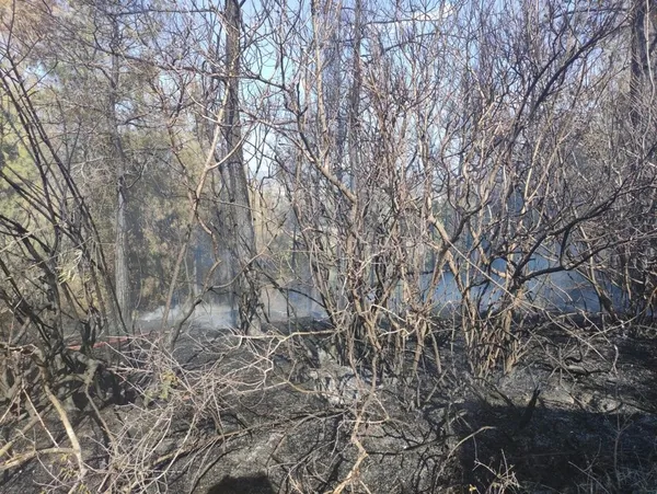 pkknin-talimatiyla-ormani-yakan-saniga-agirlastirilmis-muebbet-hapis-1663331925353.jpg PKK'nın talimatıyla ormanı yakan sanığa ağırlaştırılmış müebbet hapis-2