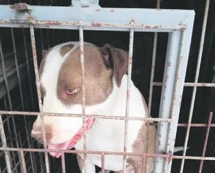 Pitbull besleyene 16 bin TL ceza