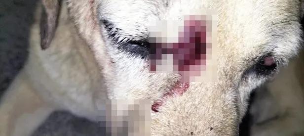Baba oğul köpeği sopayla dövdü!