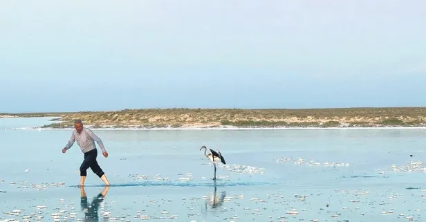 Baktı büyüttü iyileştirdi | Hasta flamingoyu tuz Gölü’ne bıraktı
