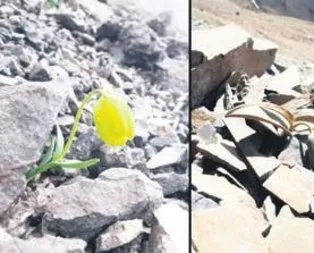 Çiçek gibi kamuflaj