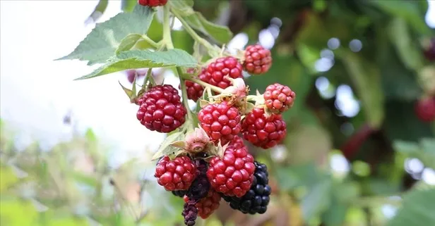 Ahududu sadece lezzetiyle değil: Faydalarıyla da öne çıkıyor