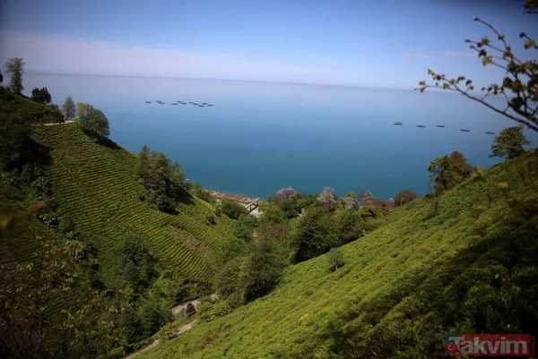 Doğu Karadeniz'i bekleyen büyük facia! Kaçak çaylıklar için ormanlar kesiliyor - 19