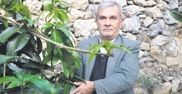 12 mango ağacından 45 bin TL