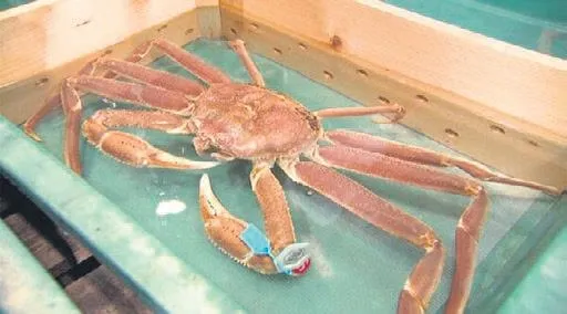 İspanya'da 8 deve ve bir lama, gece çalıştıkları sirkten firar etti (Dünya haberleri)-2