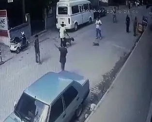 Böyle vicdansızlık görülmedi! Pitbullun önüne attıkları kediyi parçalattılar