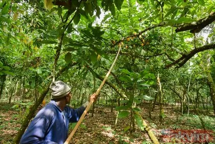 Kilosu 11 dolar! Kamerun’da kakao hasadı başladı
